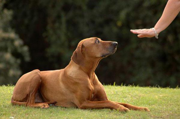 Ako naučiť psa príkaz "Pre mňa!"? Všeobecný kurz výcviku (OKD) pre psov