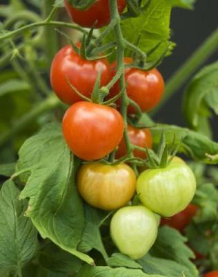 Ako viazať paradajky v skleníku: rady pre záhradkárov