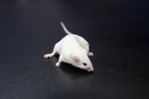 Vysvetlenie snov: Čo sa s bielou myšou sny o